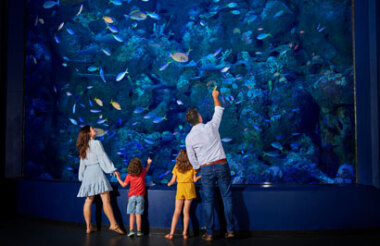 Discover everything New Zealand has to offer with these great vacation packages