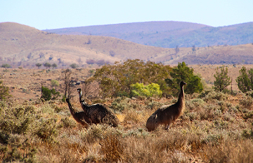 Flinders Ranges & Barossa Valley Ultimate Treat - Day 2