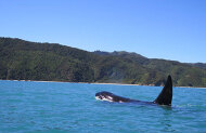Golden Bay Kayaks 2h Guided Tour