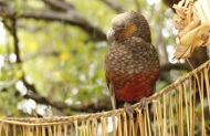 Kapiti Classic Guided Day Tour with Kapiti Island Nature Tours - Lunch Included