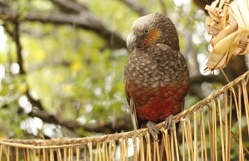North Island Escape - Day 6