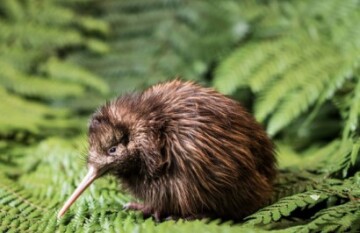 North Island Discovery Tour - Day 7