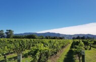 Full-Day Beyond the Vines Wine Tasting Tour with Marlborough Wine Tours