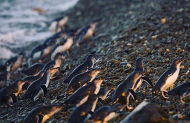 Oamaru Penguins Premium Evening Viewing