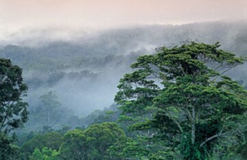 Tropical Reef and Rainforest Tour - Day 9