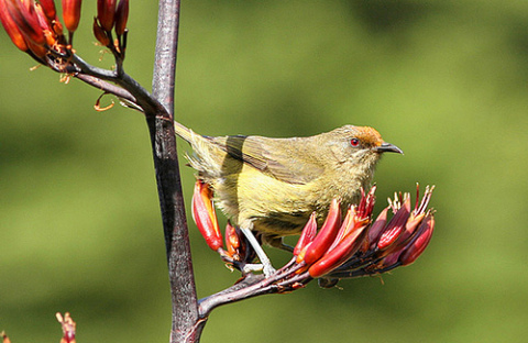North Island Discovery Tour - Day 2