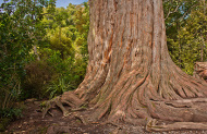 Tane Mahuta Twilight Tour with Footprints Waipoua