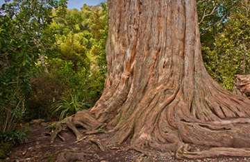 Cultural Threads of Aotearoa - Day 4