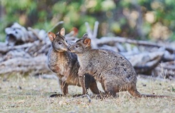 Great Ocean Road and Grampians Tour - Day 1