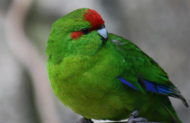 Willowbank Wildlife Reserve