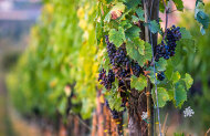Hawkes Bay Wine and Dine Tour with Grape Escape - Lunch Included