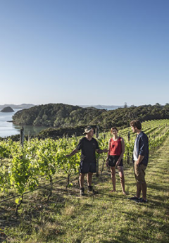 Group of travelers walking in vineyard in Bay of Islands