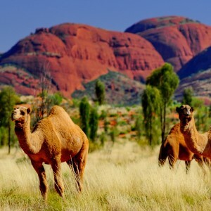 Kata Tjuta camels in Australia