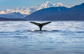 Kaikoura