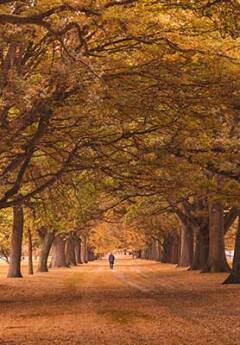 Hagley Park, Christchurch
