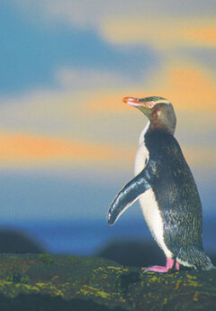 Image of yellow-eyed penguin on the East coast of South Island