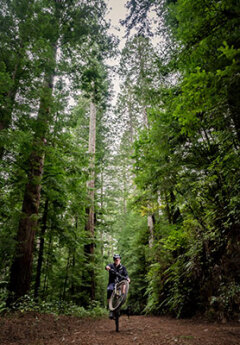 Redwood forest, Rotorua, New Zealand